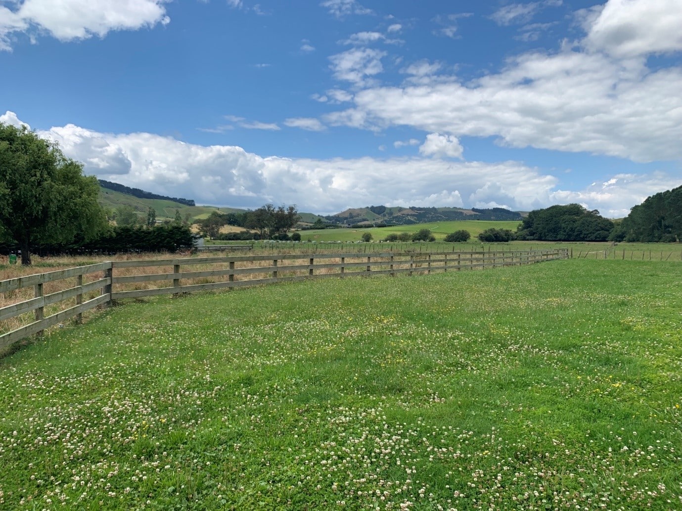 Waikato farm landscape